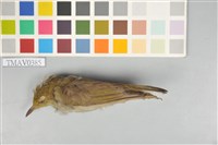 藏品(綠繡眼)的圖片